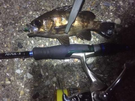 まだまだメバリング